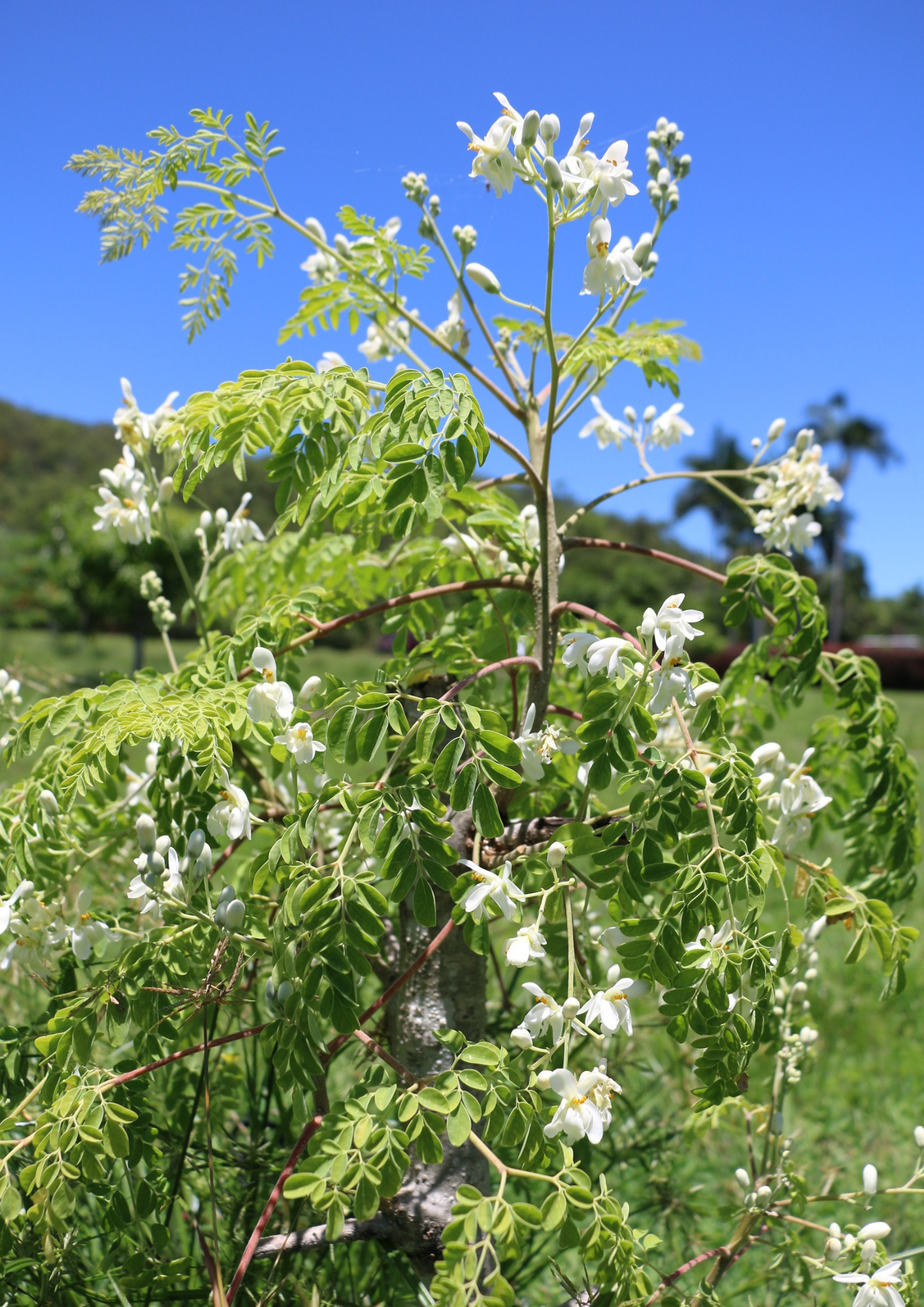 Mutarnee Moringa Powder Capsules