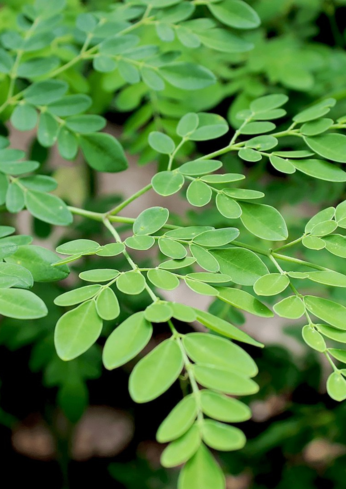 Mutarnee Moringa Powder Capsules